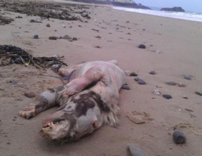 criatura extraña en una playa de Miami